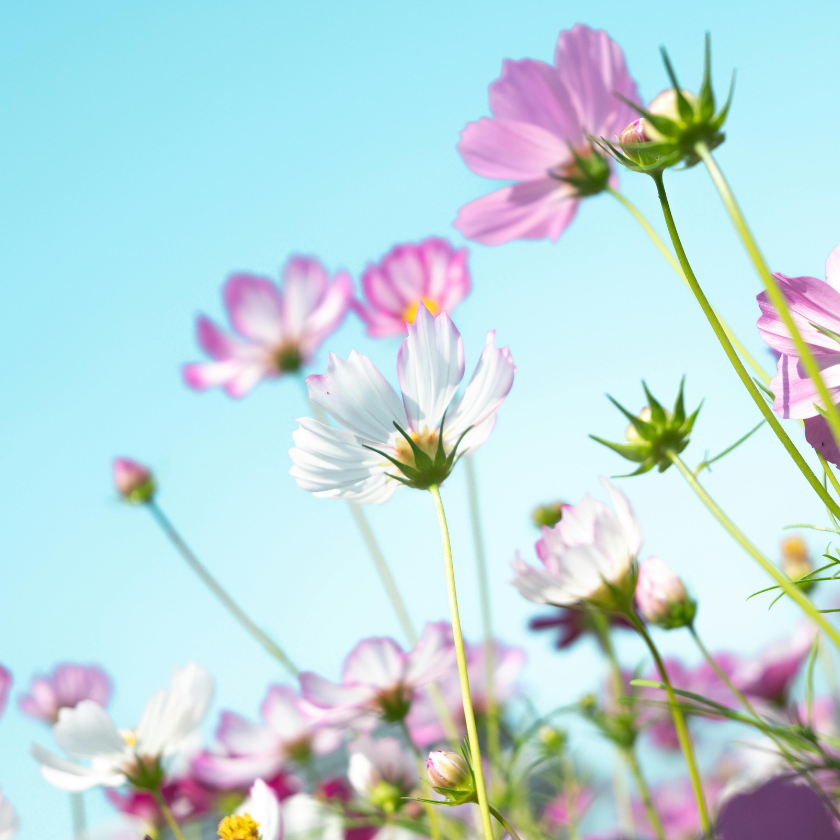 Flores Preservadas